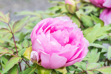 Rosa Pfingstrosen - Blüte 