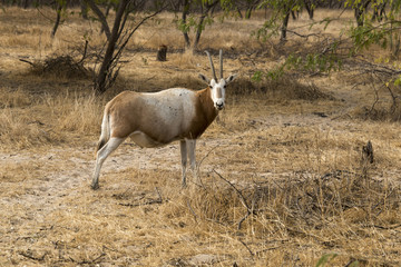 Oryx algazelle, Oryx dammah