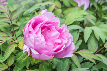 Rosa Pfingstrosen - Blüte