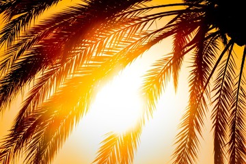 Luxury tropical paradise beach palm in sunny summer sun sunrise. The sun light is shining through...