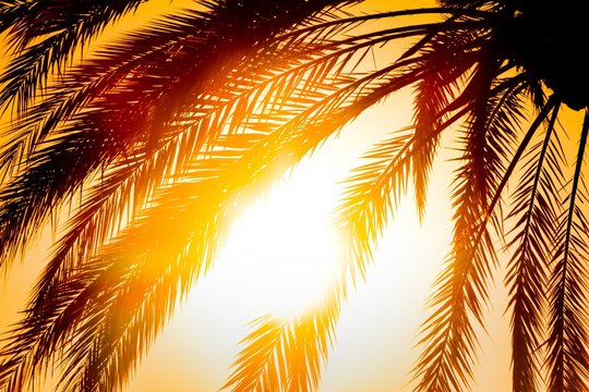 Luxury tropical paradise beach palm in sunny summer sun sunrise. The sun light is shining through the leaves of the tree. Beautiful symbol of tourism vacation trip travelling to holiday dream island