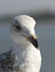 Mewa © Zbyszek Nowak