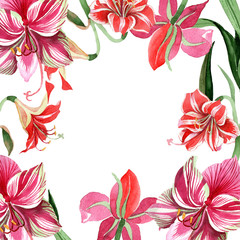 Pink striped amaryllis. Floral botanical flower. Wild spring leaf wildflower frame. Aquarelle wildflower for background, texture, wrapper pattern, frame or border.