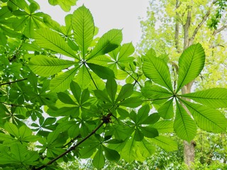 Horse Chestnut 