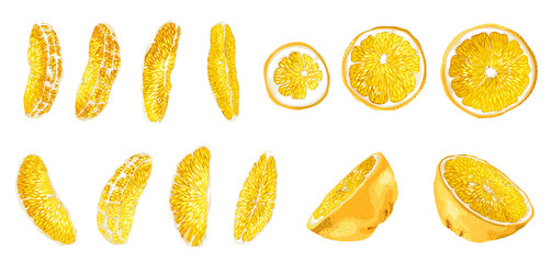 Big set with citrus fruit slices of different shapes such as circles, halves and long bright slices. There are 13 elements made in realistic vector drawing style