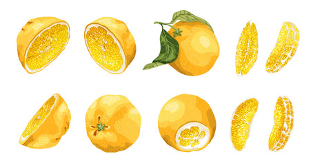 Set with citrus fruit and slices of different shapes such as  halves and 4 long size bright slices. There are 10 elements made in realistic vector drawing style design