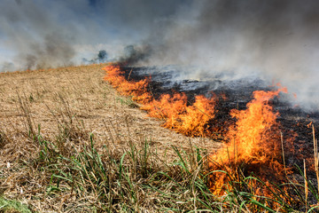 Global Warming. Burning agricultural field, smoke pollution.