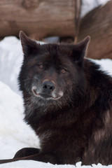 Wild black canadian wolf is lying on white snow. Close up. Animals in wildife.
