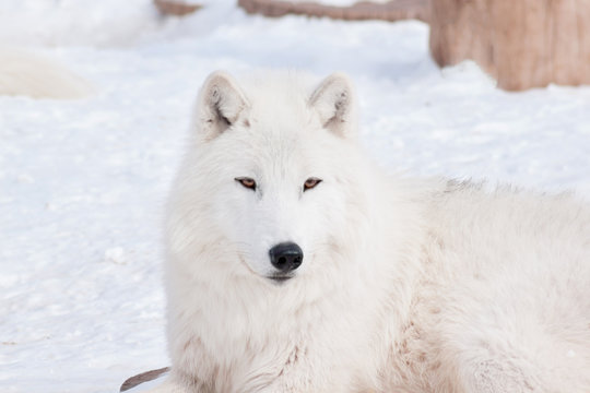 Wild arctic wolf is lying on white snow. Animals in wildife. Canis lupus arctos.