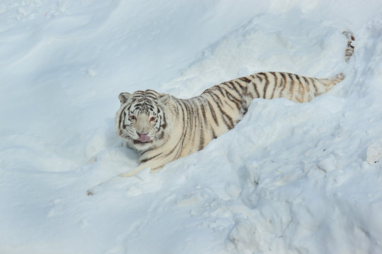 Wild white bengal tiger is lying on white snow.