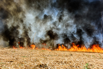 Global Warming. Burning agricultural field, smoke pollution.