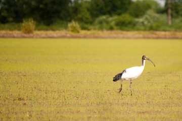 Obraz premium Ibis