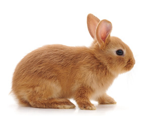 Naklejka premium Jeden czerwony królik.