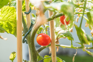 Kleine rote Tomate
