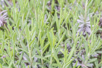 Thymian