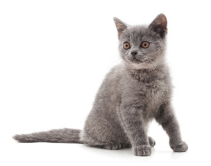 Little gray kitten.