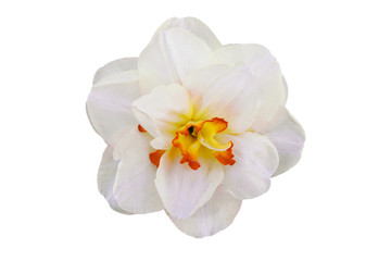 Narcissus flower white color with yellow-orange heart, close-up. 