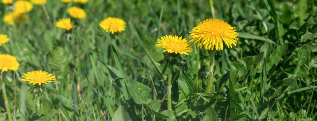 Yellow Dandelions on the field in the daylight, banner