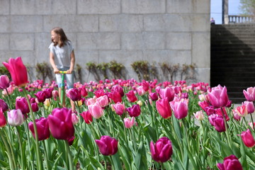 Kolorowe, kwitnąće tulipany z przodu, za nimi, po lewej stronie nastolatka, blondynka, na hulajnodze, ubrana w koszulkę i jeansy, w tle mur i inen rośliny, rozmyte