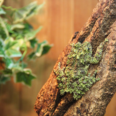 Mossy frog Theloderma corticale on the branch