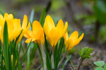 Bright yellow crocus flowers