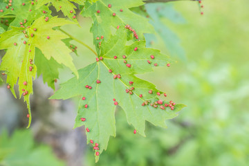 Ahorn mit Gallmilben - Befall