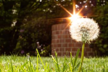 L&ouml;wenzahn vor Brunnen