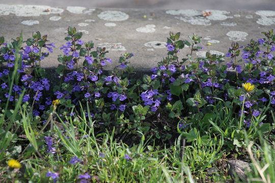 Gundermann w&auml;chst an Mauer, Ground Ivy, Mannheim 18