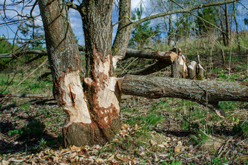 Trees felled by beavers. Sign of beavers activity. Early spring season.