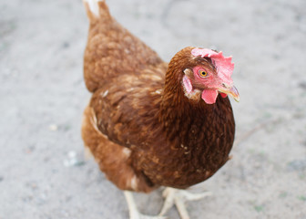 chicken brown, close-up