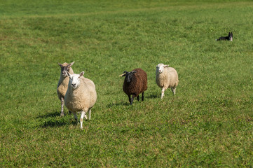 Fototapeta premium Sheep Dog Lies Down Watching Sheep (Ovis aries) Walking In
