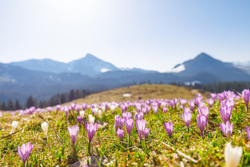 meadow of wild crocos in purple and white on famous Mountain Heuberg with snow covered Alps in the background