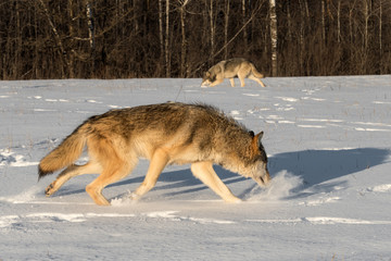Fototapeta na wymiar Grey Wolf (Canis lupus) Kicks Up Snow in Field