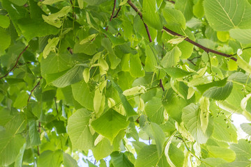 Lindenblüten