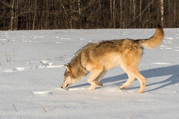 Fototapeta na wymiar Grey Wolf (Canis lupus) Sniffs Left in Field