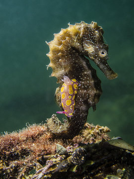 Cavalluccio con nudibranco