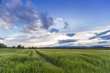 Fototapeta premium Wheat field hay green sunset summer blue sky food farm organic vegan Croatia agriculture countryside
