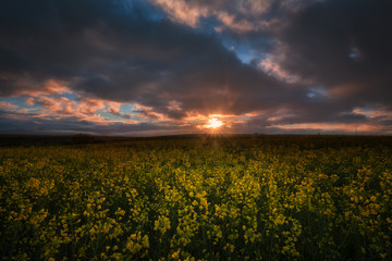 Yellow colza field at sunrise in Alava