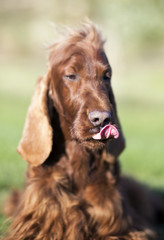 Vertical image of a funny dog as licking his mouth