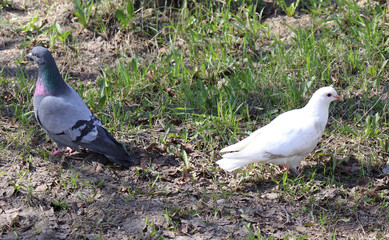 pigeons