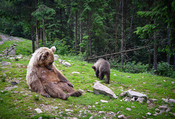 Brown bear mother and cub 