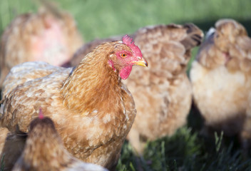 Organic bio farming, farm animals - chicken in the grass
