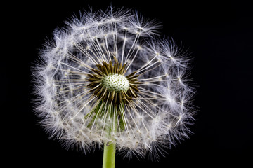 Seeds of dandelion in a close-up. Grain spread by the wind. Blowing on dandelions glad children of every generation.