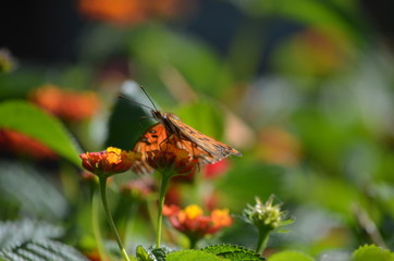 Butterfly  and flowers