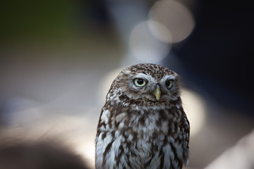 Little Owl sitting and looking around with negative space and bokeh