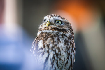 Little Owl sitting and looking around with negative space and bokeh