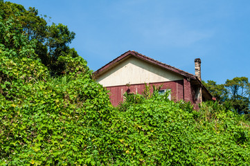 Fototapeta na wymiar House taken by vegetation