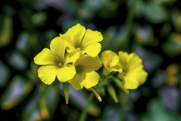 Obraz na płótnie Canvas Yellow spring flowers from the forest
