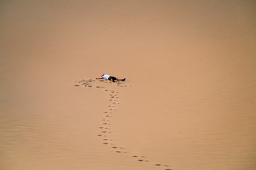 Mesquite Flat Sand Dunes