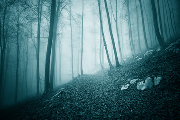 Dreamy dark blue green colored foggy forest tree landscape with path. Color filter effect used.